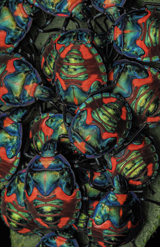 A close-up of a cluster of brightly colored insects with vibrant, iridescent red, blue, and green patterns covering their bodies. The insects are closely packed together, showcasing their intricate and vivid exoskeleton designs.